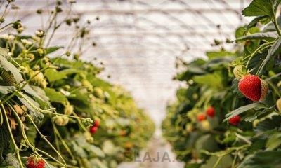 Robot na sklizeň jahod může trénovat ve virtuálním prostoru